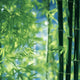 Why Harvesting Bamboo is Good for the Environment？