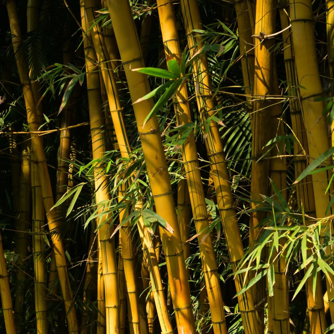 How invasive is golden bamboo?