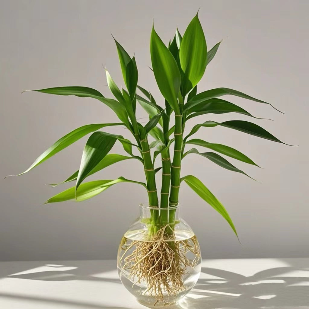 How to Choose the Right Potted Bamboo Plant