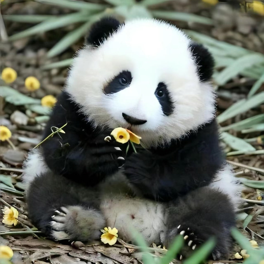 10 Facts About Giant Pandas